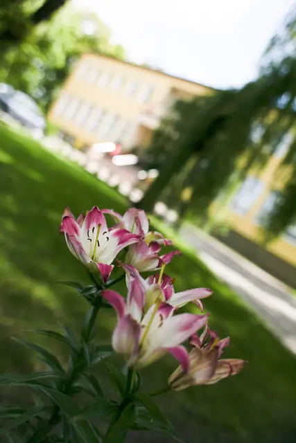 Park WDK w konkursie ,,Najpięniejszy ogródek Wąbrzeźna” — zdjęcie 2
