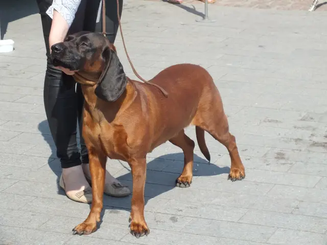 Wystawa czworonogów — zdjęcie 22