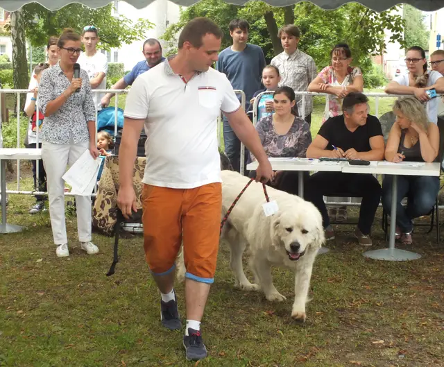 Wystawa czworonogów — zdjęcie 9