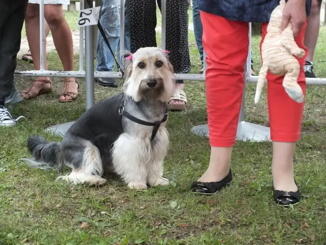 Wystawa czworonogów — zdjęcie 29