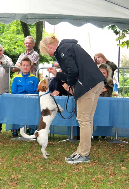 Wystawa Psów w Wąbrzeźnie — zdjęcie 14