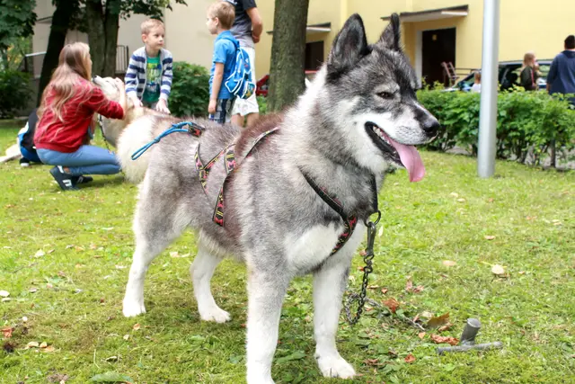 Wystawa Psów w Wąbrzeźnie — zdjęcie 47
