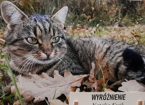 Mój czworonożny przyjaciel rozstrzygnięty