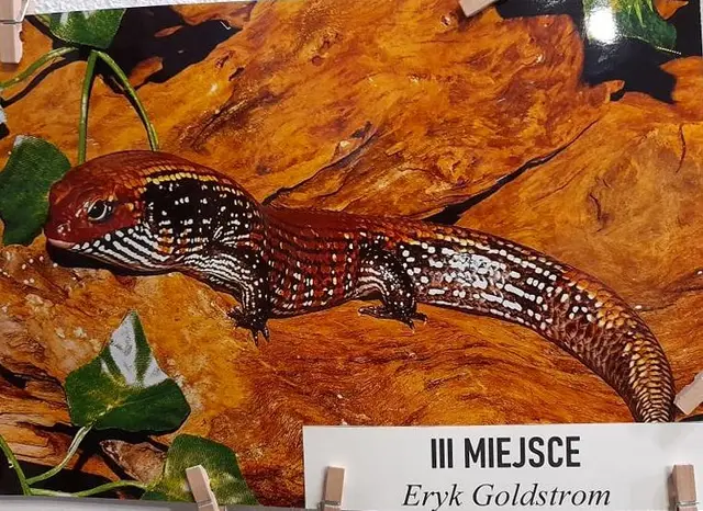 Mój czworonożny przyjaciel rozstrzygnięty — zdjęcie 7