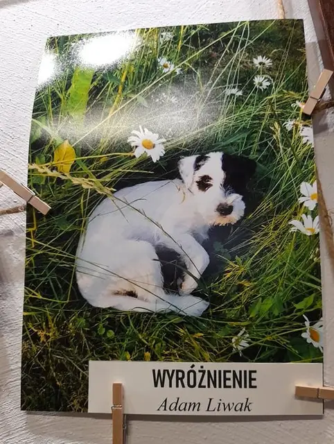 Mój czworonożny przyjaciel rozstrzygnięty — zdjęcie 8