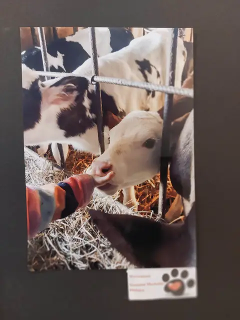 Wystawa„Mój czworonożny przyjaciel” — zdjęcie 17