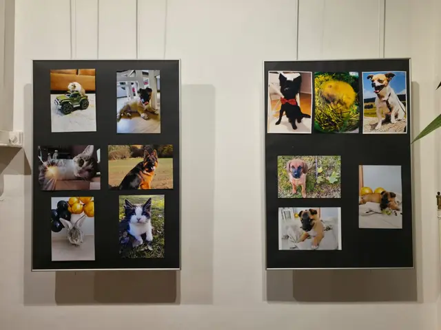 „Mój czworonożny przyjaciel” na fotografii — zdjęcie 8